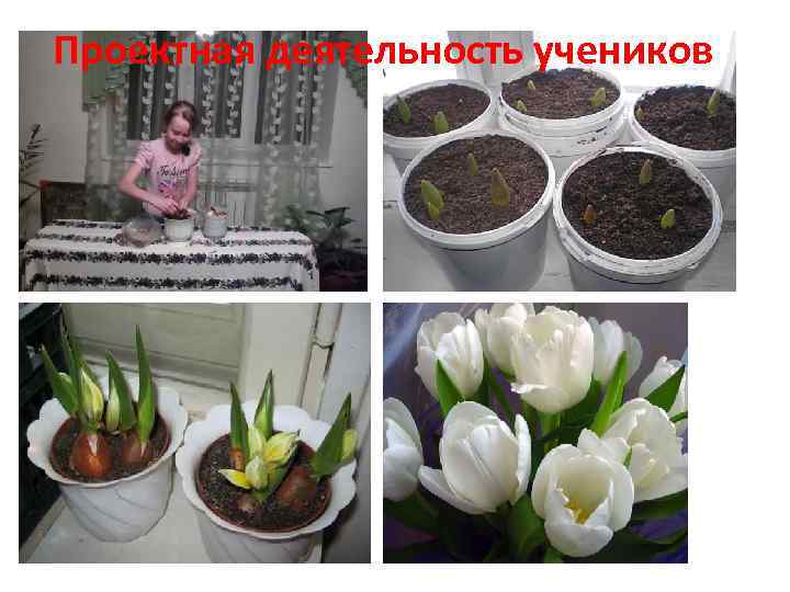 Проектная деятельность учеников 