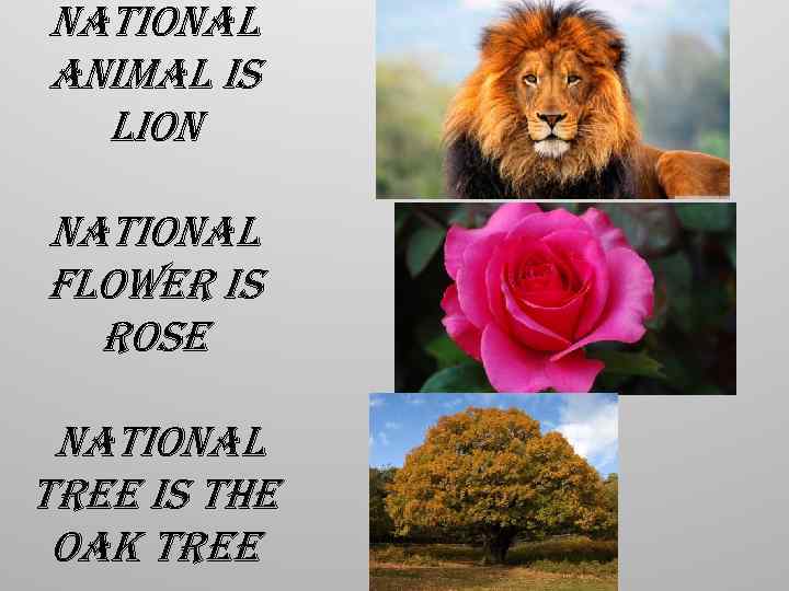 national animal is lion national flower is rose national tree is the oak tree