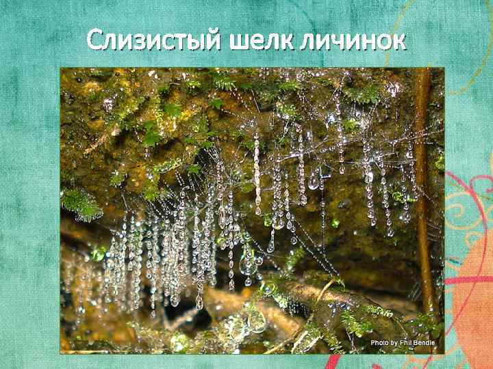 Слизистый шелк личинок 