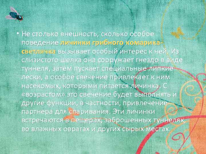  • Не столько внешность, сколько особое поведение личинки грибного комарикасветлячка вызывает особый интерес