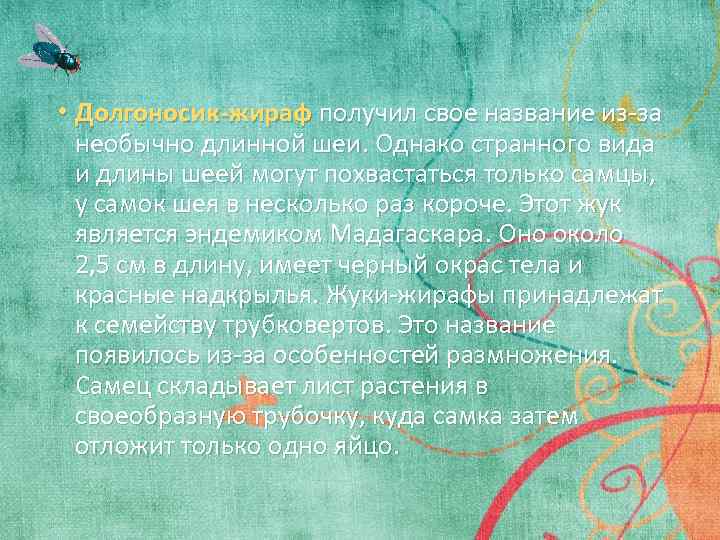  • Долгоносик-жираф получил свое название из-за необычно длинной шеи. Однако странного вида и