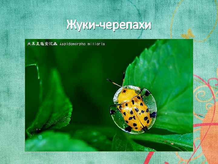 Жуки-черепахи 