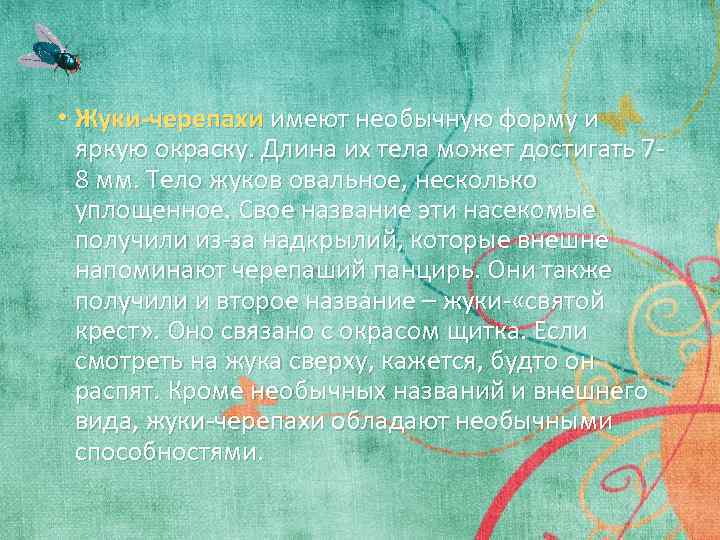  • Жуки-черепахи имеют необычную форму и яркую окраску. Длина их тела может достигать