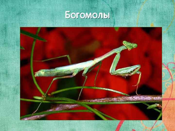 Богомолы 