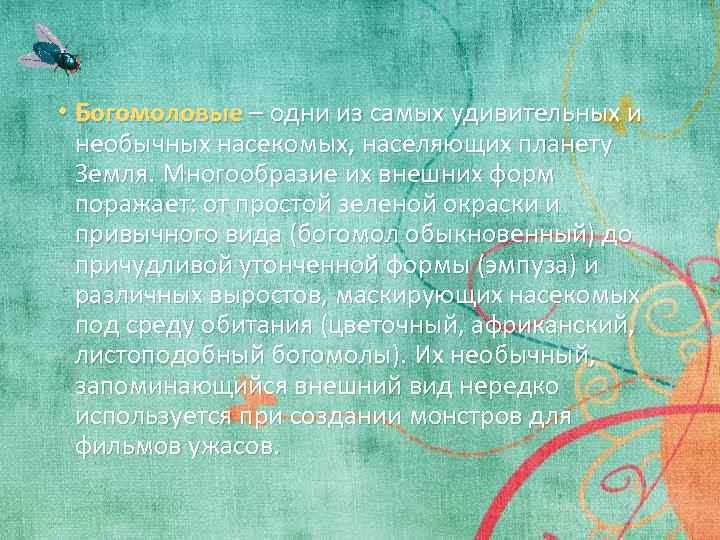  • Богомоловые – одни из самых удивительных и необычных насекомых, населяющих планету Земля.