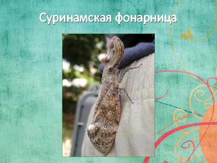 Суринамская фонарница 