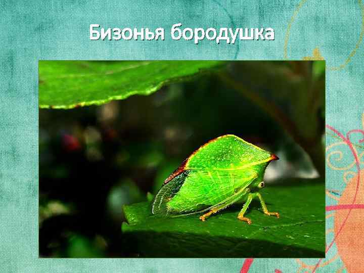 Бизонья бородушка 