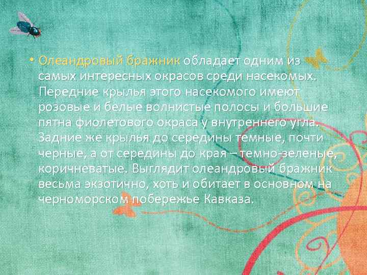  • Олеандровый бражник обладает одним из самых интересных окрасов среди насекомых. Передние крылья