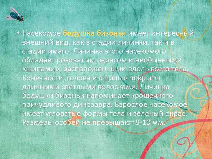  • Насекомое бодушка бизонья имеет интересный внешний вид, как в стадии личинки, так