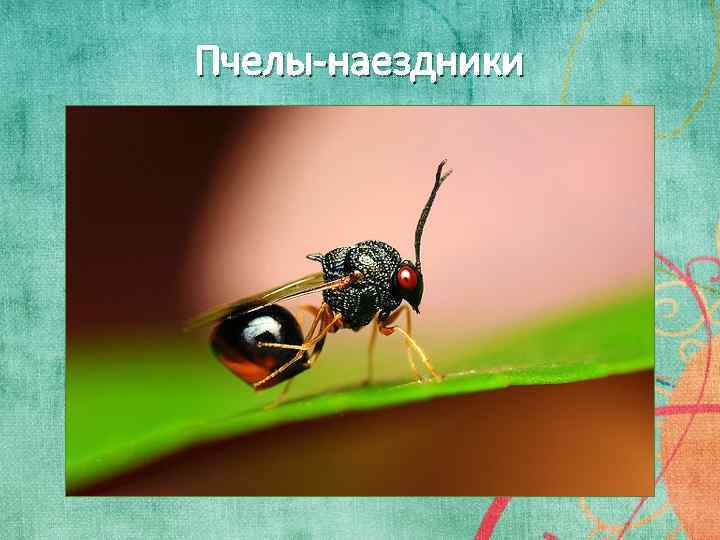 Пчелы-наездники 