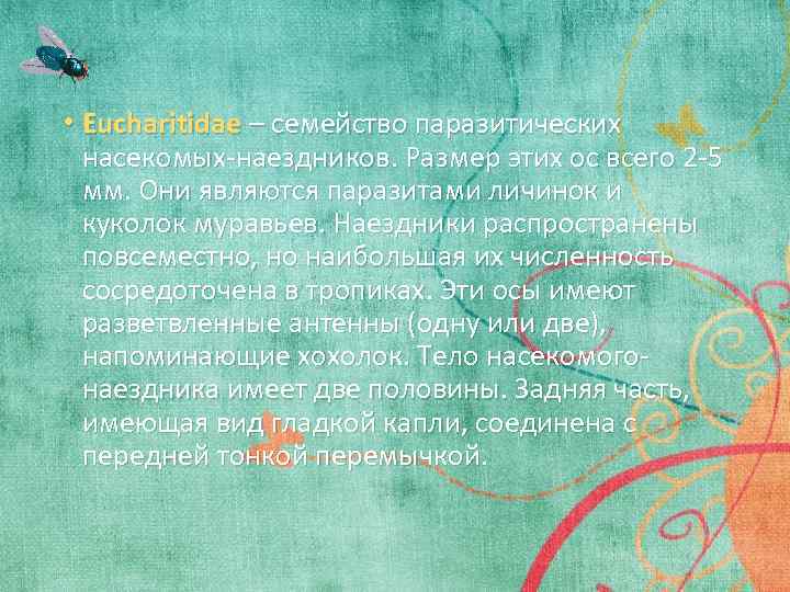  • Eucharitidae – семейство паразитических насекомых-наездников. Размер этих ос всего 2 -5 мм.