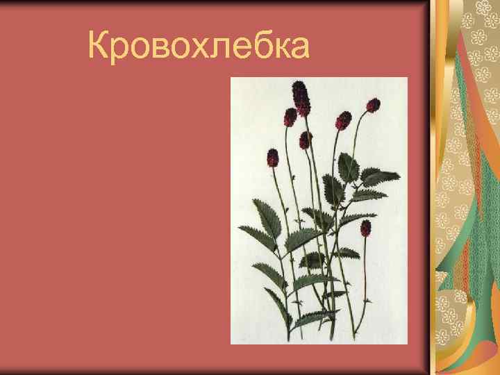 Кровохлебка 