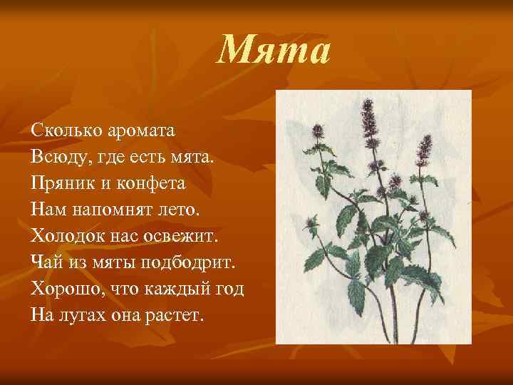 Мята Сколько аромата Всюду, где есть мята. Пряник и конфета Нам напомнят лето. Холодок
