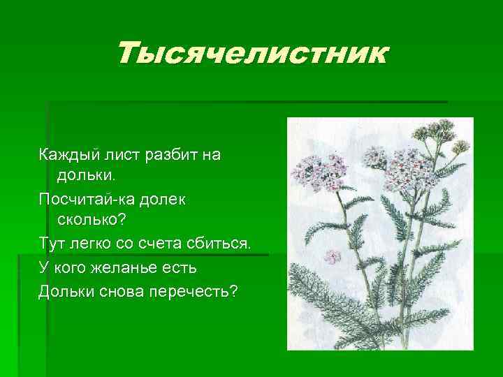 Тысячелистник Каждый лист разбит на дольки. Посчитай-ка долек сколько? Тут легко со счета сбиться.