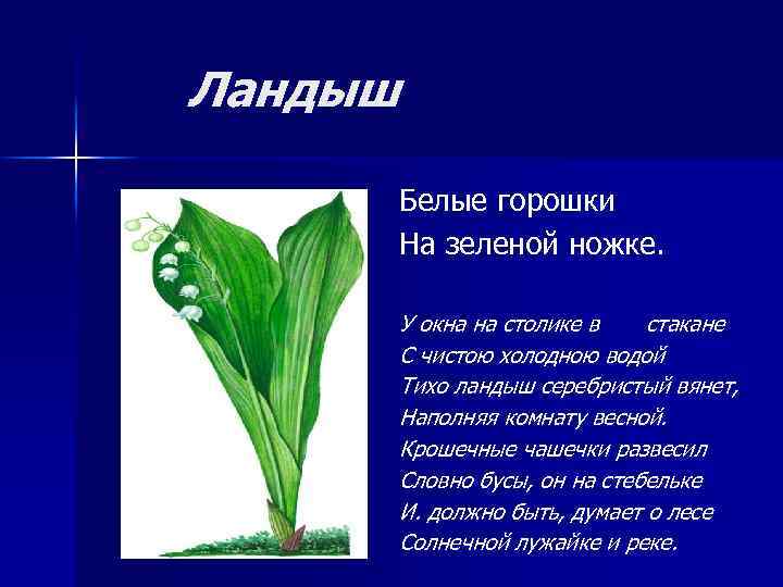 Ландыш Белые горошки На зеленой ножке. У окна на столике в стакане С чистою