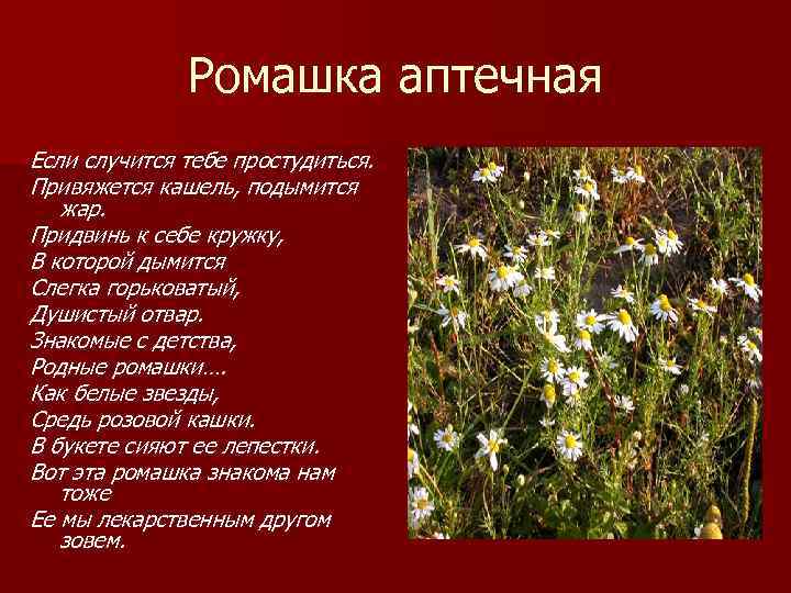 Ромашка аптечная Если случится тебе простудиться. Привяжется кашель, подымится жар. Придвинь к себе кружку,