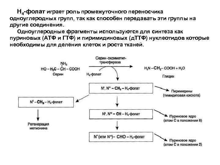 Н 4 -фолат играет роль промежуточного переносчика одноуглеродных групп, так как способен передавать эти