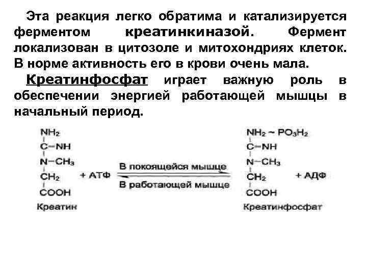 Эта реакция легко обратима и катализируется ферментом креатинкиназой. Фермент локализован в цитозоле и митохондриях