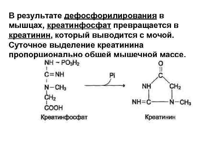 В результате дефосфорилирования в мышцах, креатинфосфат превращается в креатинин, который выводится с мочой. Суточное