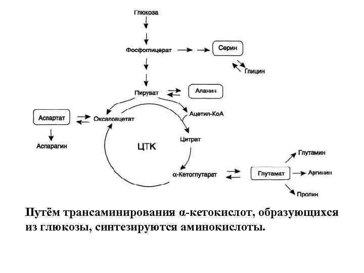 Биосинтез аминокислот в организме проект