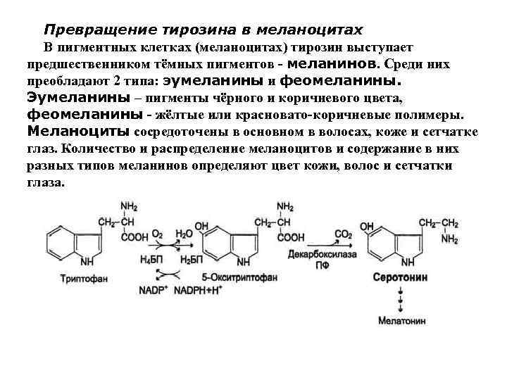 Для чего нужен синтез. Пути превращения тирозина. Схема превращения тирозина в меланин. Связь аминокислот с биосинтезом пигментов. Биосинтез аминокислота тирозин.