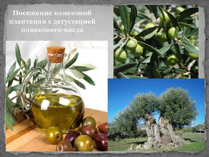 Посещение оливковой плантации с дегустацией оливкового масла 