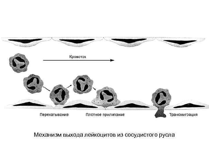 Механизм выхода лейкоцитов из сосудистого русла 