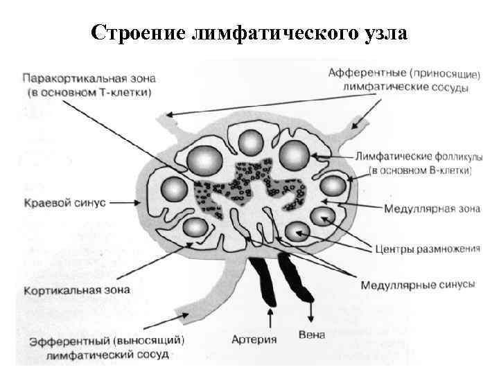 Строение лимфатического узла 