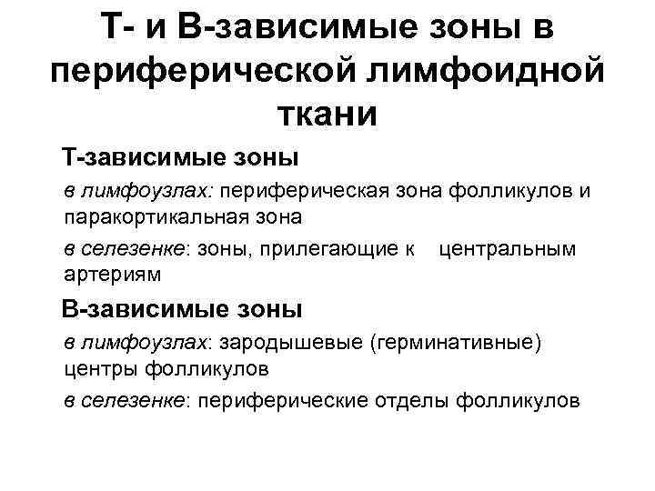 Т- и В-зависимые зоны в периферической лимфоидной ткани Т-зависимые зоны в лимфоузлах: периферическая зона