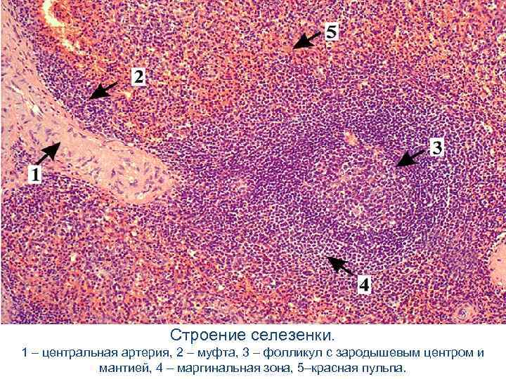 Строение селезенки. 1 – центральная артерия, 2 – муфта, 3 – фолликул с зародышевым