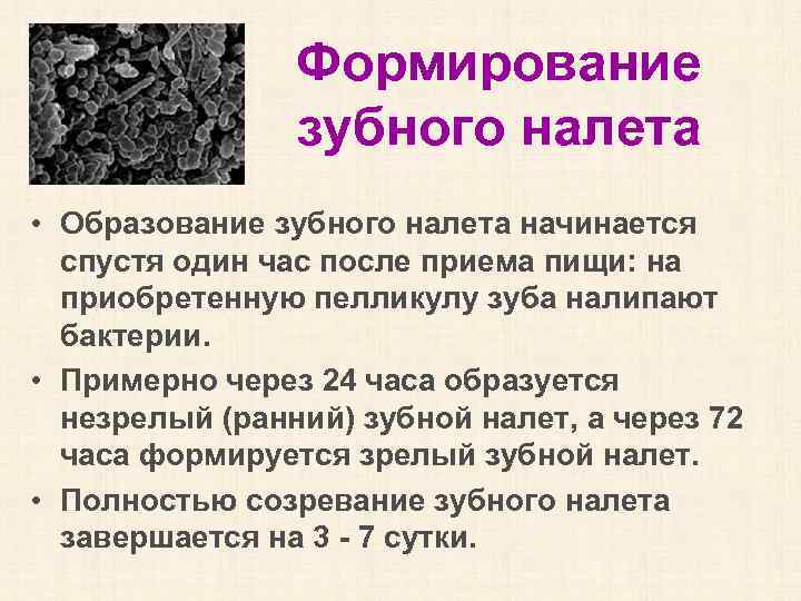Формирование зубного налета • Образование зубного налета начинается спустя один час после приема пищи: