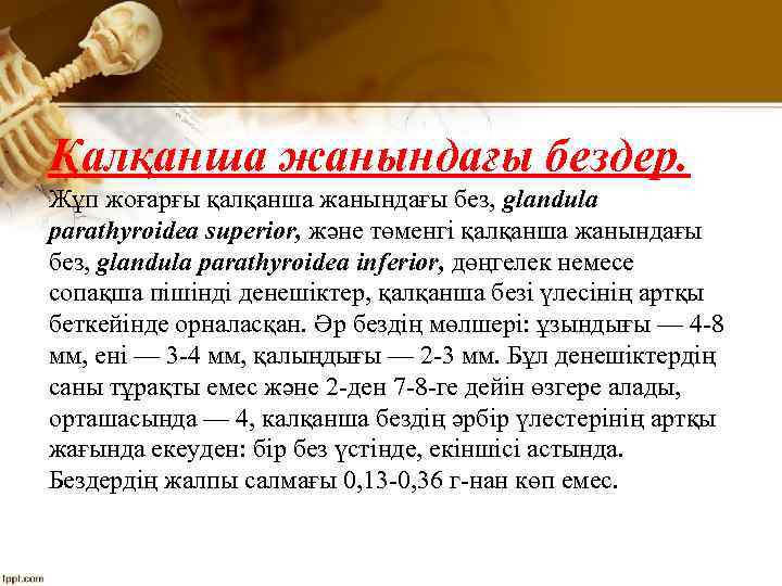 Қалқанша жанындағы бездер. Жұп жоғарғы қалқанша жанындағы без, glandula parathyroidea superior, және төменгі қалқанша