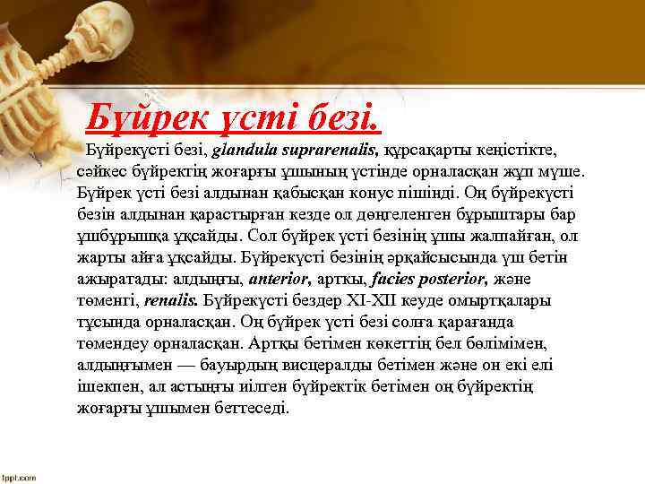 Бүйрек үсті безі. Бүйрекүсті безі, glandula suprarenalis, құрсақарты кеңістікте, сәйкес бүйректің жоғарғы ұшының үстінде