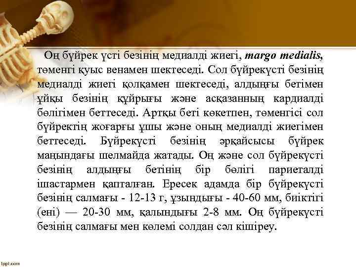 Оң бүйрек үсті безінің медиалді жиегі, margo medialis, төменгі қуыс венамен шектеседі. Сол бүйрекүсті