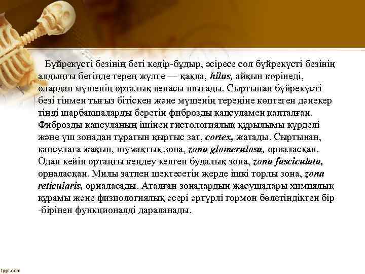 Бүйрекүсті безінің беті кедір бұдыр, әсіресе сол бүйрекүсті безінің алдыңғы бетінде терең жүлге —