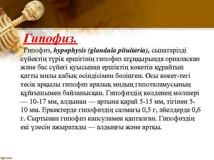 Гипофиз, hypophysis (glandula pituitaria), сынатәрізді сүйектің түрік ершігінің гипофиз шұңқырында орналаскан және бас сүйегі
