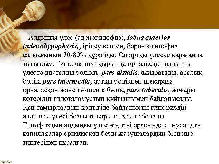 Алдыңғы үлес (аденогипофиз), lobus anterior (adenohypophysis), ірілеу келген, барлык гипофиз салмағының 70 80% құрайды.