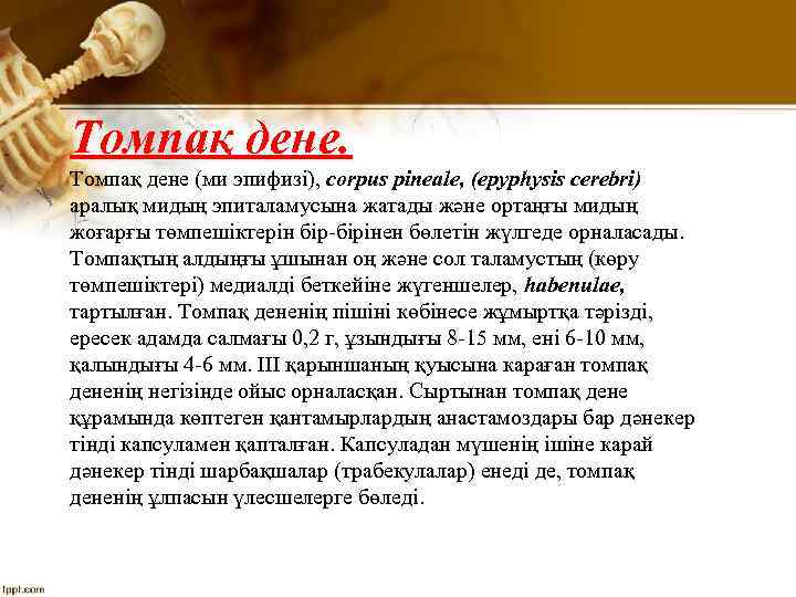 Томпақ дене (ми эпифизі), corpus pineale, (epyphysis cerebri) аралық мидың эпиталамусына жатады және ортаңғы