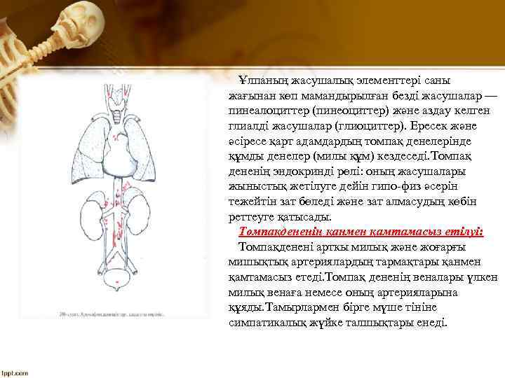 Ұлпаның жасушалық элементтері саны жағынан көп мамандырылған безді жасушалар — пинеалоциттер (пинеоциттер) және аздау