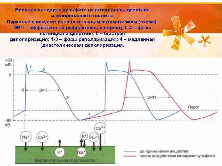 Влияние хинидина сульфата на потенциалы действия изолированного волокна Пуркинье с искусственно вызванным автоматизмом (схема).