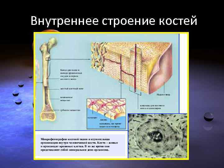 Внутреннее строение костей 