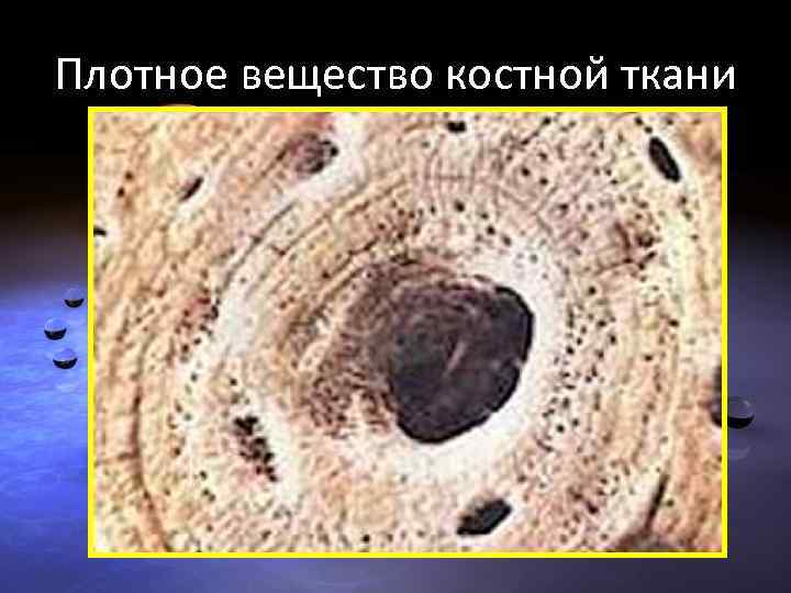 Плотное вещество костной ткани 