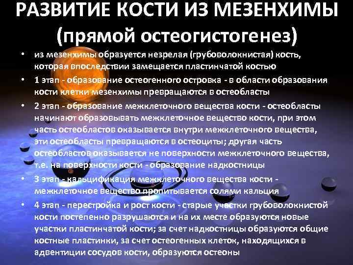 РАЗВИТИЕ КОСТИ ИЗ МЕЗЕНХИМЫ (прямой остеогистогенез) • из мезенхимы образуется незрелая (грубоволокнистая) кость, которая
