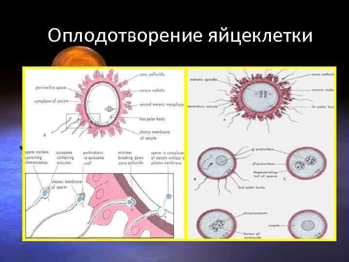 Оплодотворение яйцеклетки 