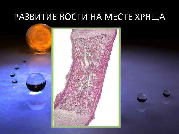 РАЗВИТИЕ КОСТИ НА МЕСТЕ ХРЯЩА 