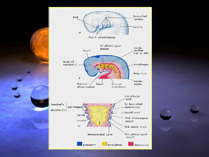 Развитие лицевого черепа 