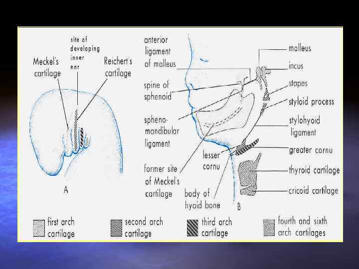 Производные жаберных дуг 