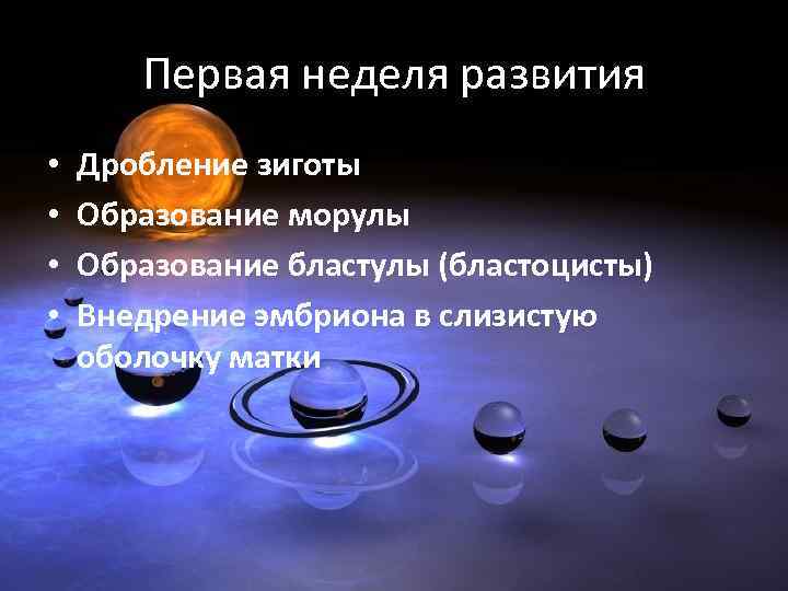 Первая неделя развития • • Дробление зиготы Образование морулы Образование бластулы (бластоцисты) Внедрение эмбриона