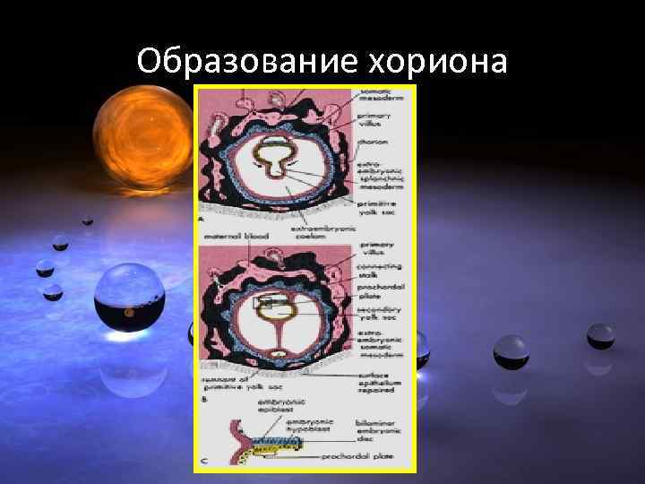 Образование хориона 