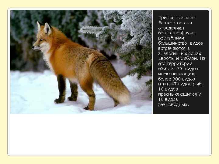 Природные зоны Башкортостана определяют богатство фауны республики, большинство видов встречаются в аналогичных зонах Европы